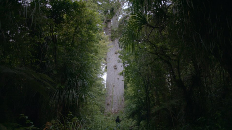 Nouvelle-Zélande, la forêt des géants